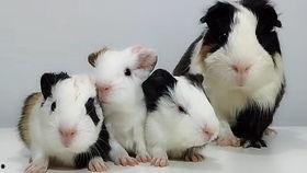 国产荷兰猪会叫吗视频,它们真的会叫吗？