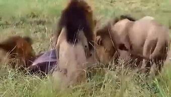 国产三七视频,探寻中医药瑰宝的神奇功效