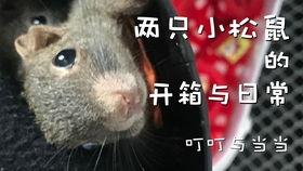 沙雕视频国产老虎,萌态可掬，笑料百出