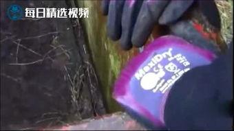 国产灭鼠高手视频,视频揭秘高效灭鼠高手